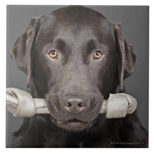 Carreau Chocolat Labrador (Devant)