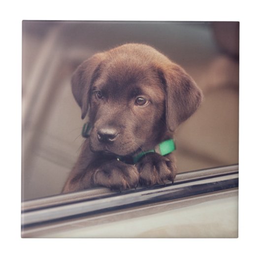 Carreau Chocolat Labrador Puppy In Car (Devant)