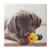 Carreau Chocolat Labrador Puppy With Toy Duck (Devant)