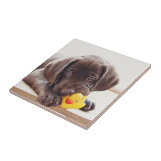 Carreau Chocolat Labrador Puppy With Toy Duck (Côté)