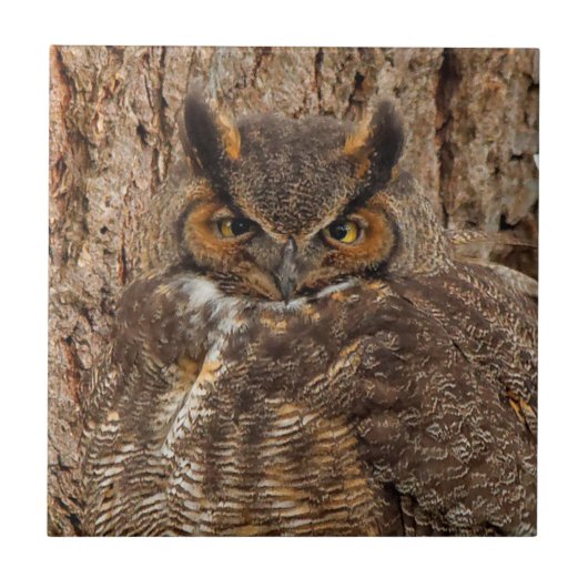 Carreau Chouette à cornes dans le Douglas Fir (Devant)