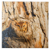 Carreau Chouette à cris de l'Est (Devant)