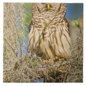Carreau Chouette barrée (Strix varia) perchée dans un cypr (Devant)