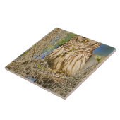 Carreau Chouette barrée (Strix varia) perchée dans un cypr (Côté)