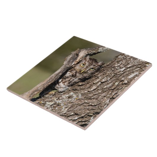 Carreau Chouette de l'Est (Côté)