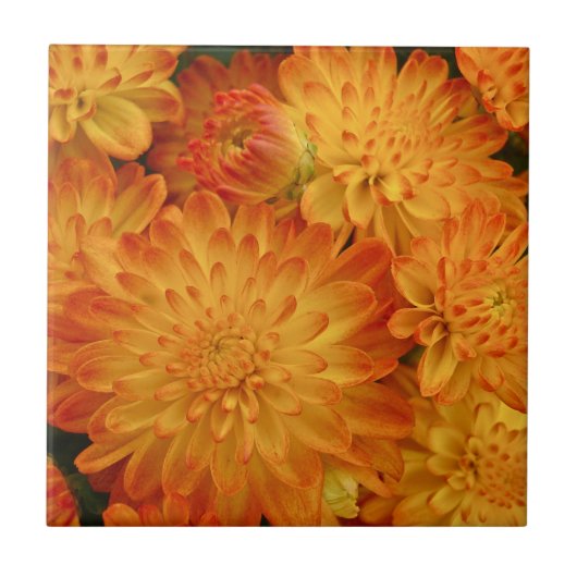 Carreau Chrysanthèmes orange Fire (Devant)
