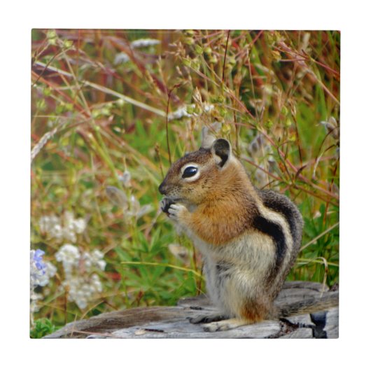 Carreau Chubby mignon chipmunk sur la souche de bois (Devant)