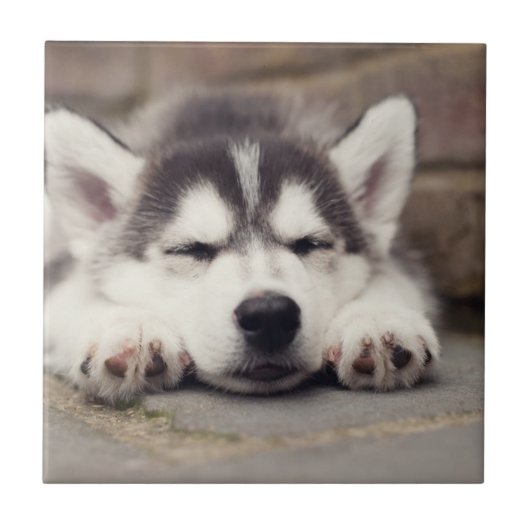 Carreau Chuppy Husky Sleeping (Devant)