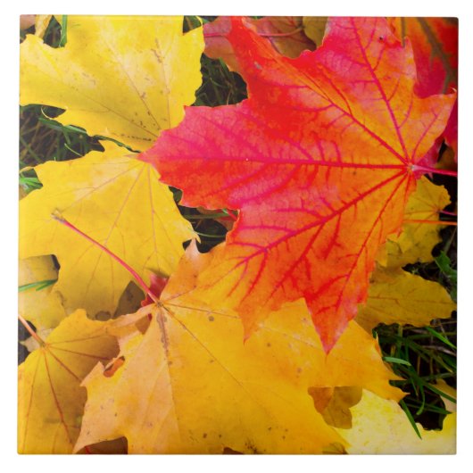 Carreau Chute des feuilles d'érable au sol (Devant)
