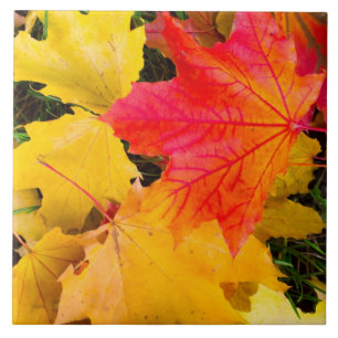 Carreau Chute des feuilles d'érable au sol