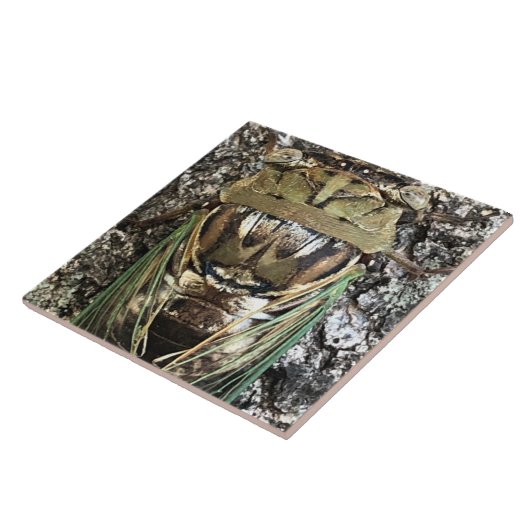 Carreau Cicada (Côté)