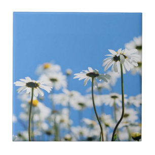 Carreau Ciel bleu et marguerites blanches