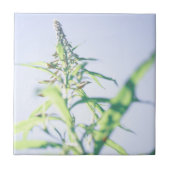 Carreau Ciel bleu Vert Plante Feuilles Fleurs violettes (Devant)