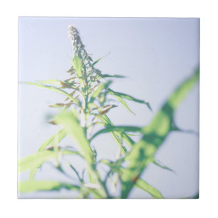 Carreau Ciel bleu Vert Plante Feuilles Fleurs violettes