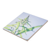 Carreau Ciel bleu Vert Plante Feuilles Fleurs violettes (Côté)