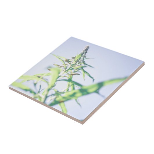 Carreau Ciel bleu Vert Plante Feuilles Fleurs violettes (Côté)