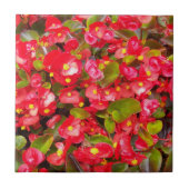 Carreau Cire rouge Begonias Floral (Devant)