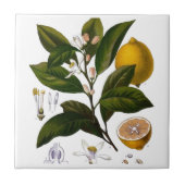 Carreau Citron (Devant)