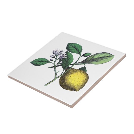 Carreau Citron, fruits et fleurs (Côté)