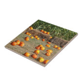 Carreau Citrouille, Corn et Hay Automne de la récolte Phot (Côté)