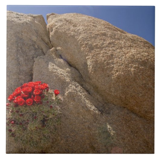 Carreau Claret cup ou cactus de Mojave en fleurs (Devant)
