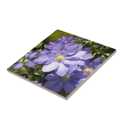 Carreau Clematis (Côté)