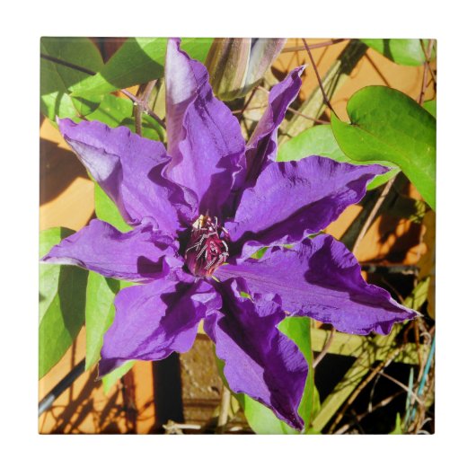 CARREAU CLEMATIS (Devant)