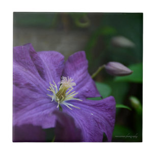Carreau Clematis pourpre