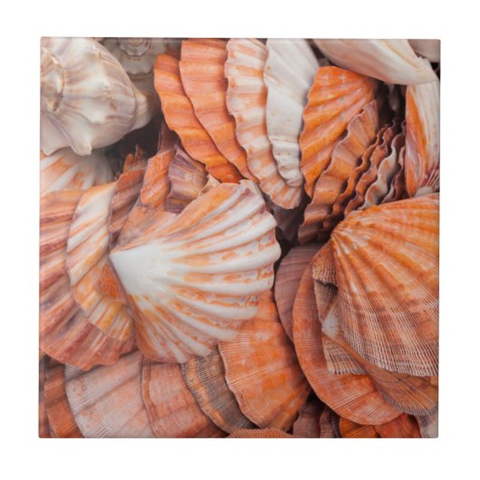 Carreau Clés de Floride, Key West, coquillages (Devant)
