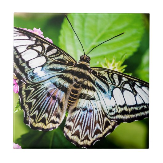 Carreau Clipper bleu (Devant)