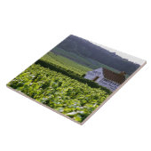 Carreau Clos de Beze Grand Cru de Chambertin (Côté)