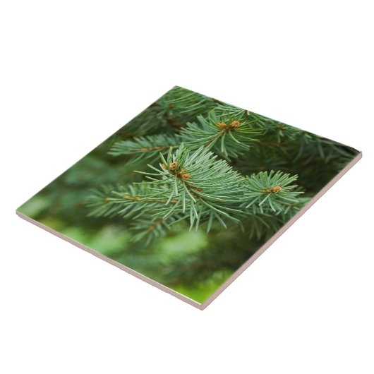 Carreau Closeuse de pin (Côté)