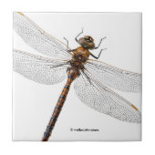 Carreau Closeuse d'une libellule de Darner du Canada (Devant)