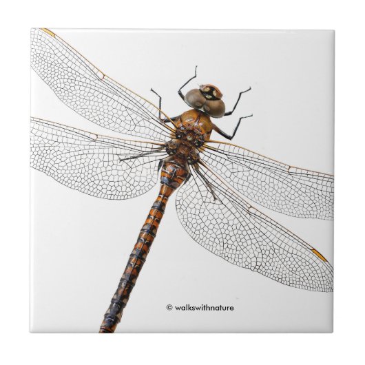 Carreau Closeuse d'une libellule de Darner du Canada (Devant)