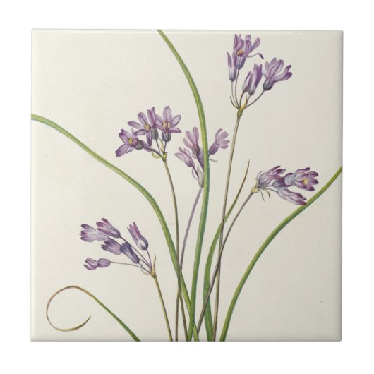 Carreau Clusterlily par Mary Vaux Walcott (Devant)