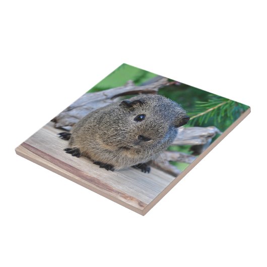 Carreau Cobaye (Côté)