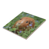 Carreau Cobaye câlin mignon de gingembre dehors sur (Côté)