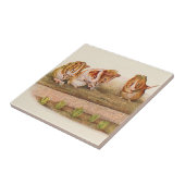 Carreau Cobayes dans le remplaçant de jardin (Côté)