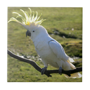 Carreau Cockatoo à pois de soufre en Australie
