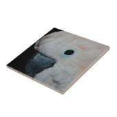 Carreau Cockatoscope rose Moluccan Animaux de perroquets (Côté)