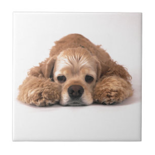 Carreau Cocker mignon