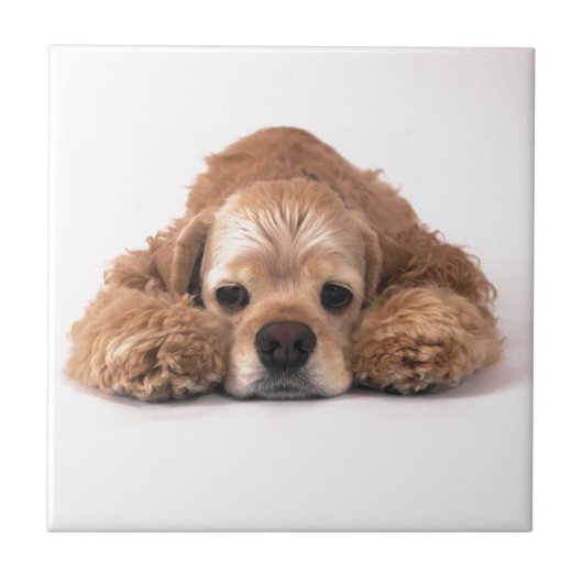 Carreau Cocker mignon (Devant)