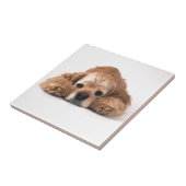 Carreau Cocker mignon (Côté)