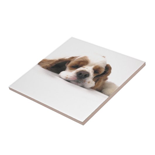 Carreau Cocker rouge/blanc de sommeil (Côté)