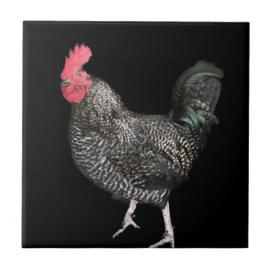 Carreau Cockerel noir no 4