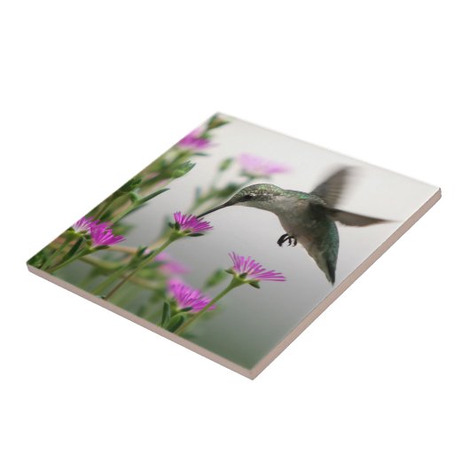 Carreau Colibri (Côté)