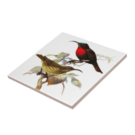 Carreau Colibri (Côté)