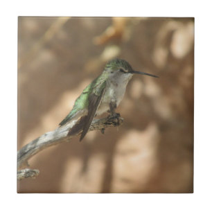 Carreau Colibri
