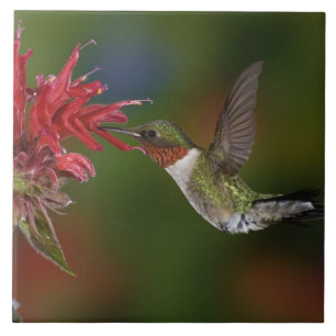 Carreau Colibri à gorge rubis mâle