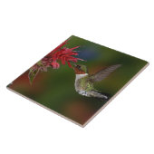 Carreau Colibri à gorge rubis mâle (Côté)